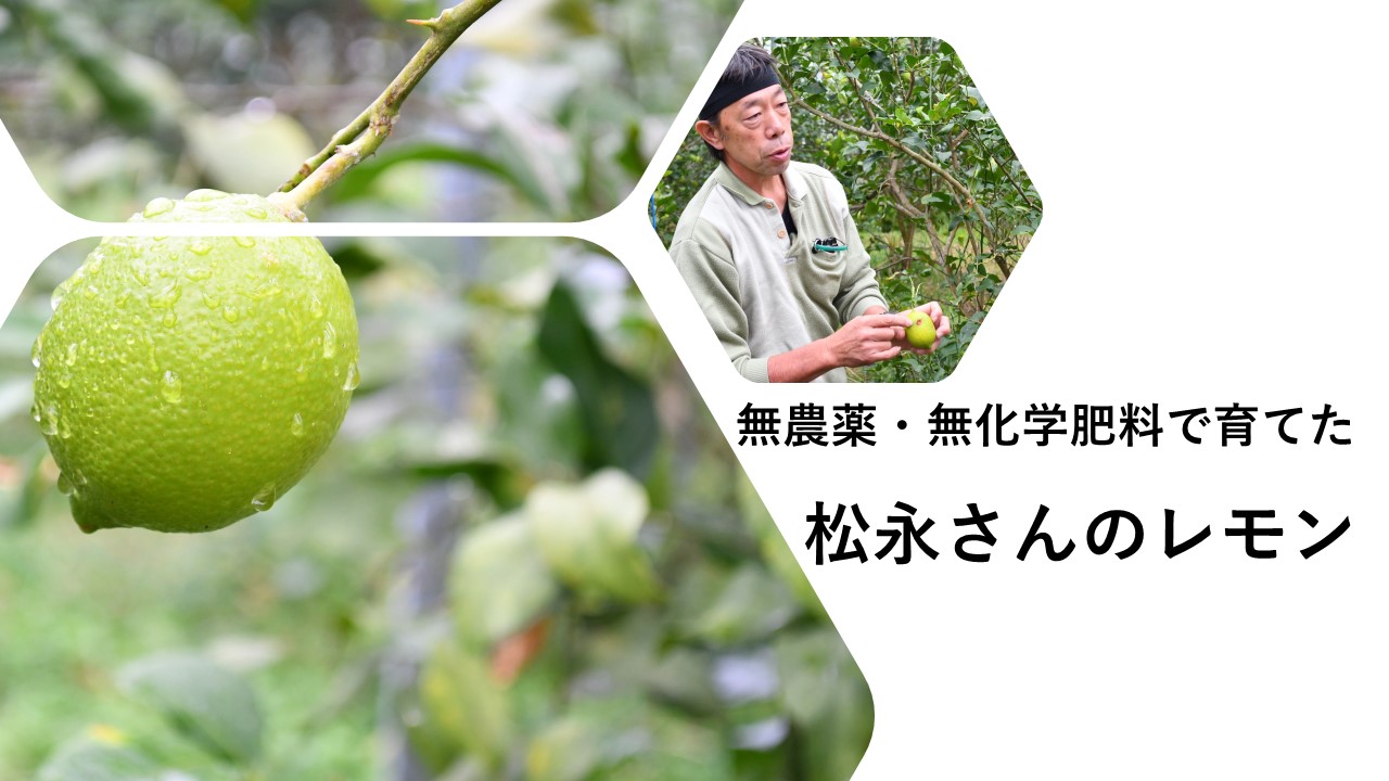 完全無農薬 種無しレモン苗木 鉢ごと発送 - 植物/観葉植物