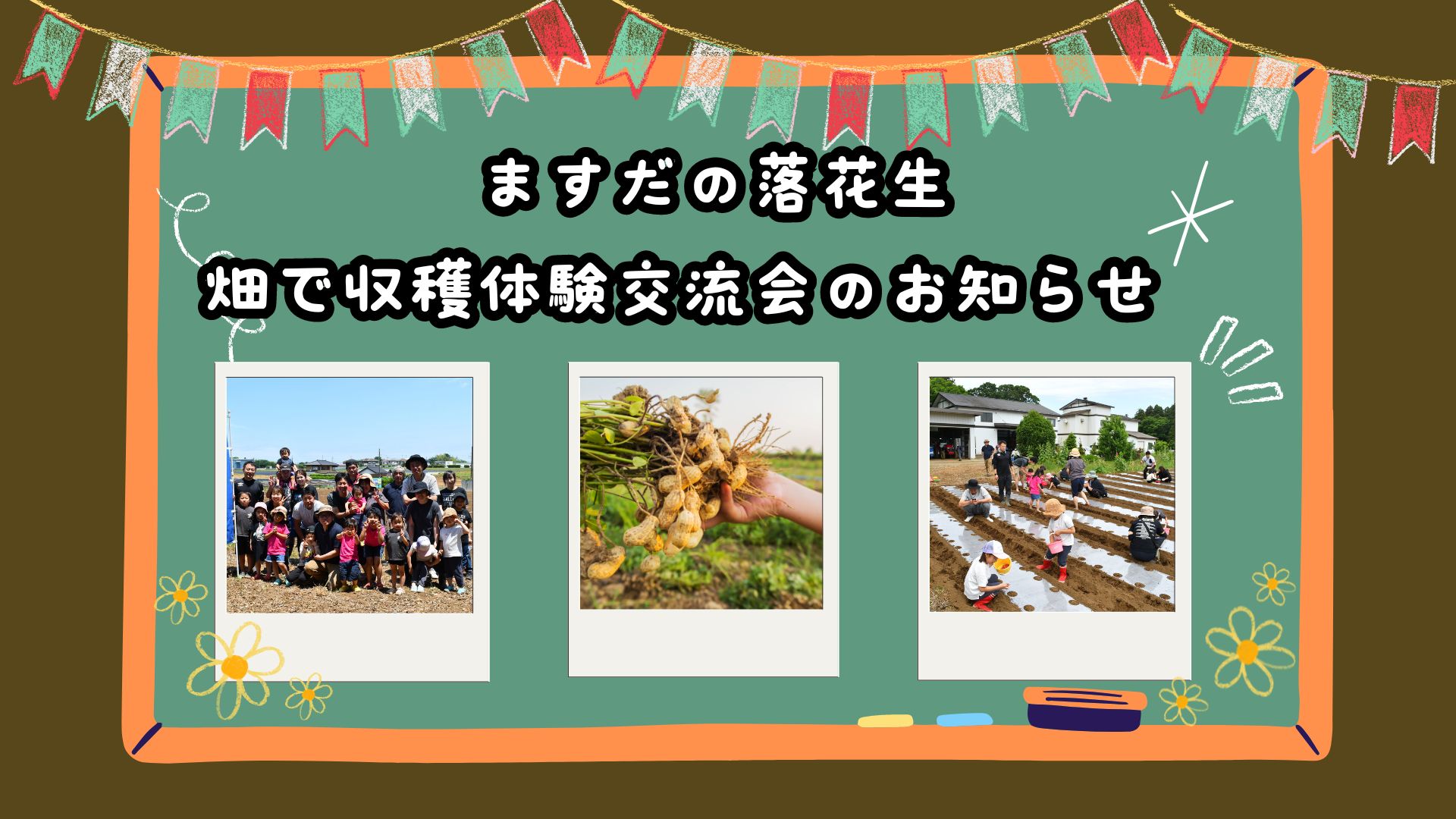 ますだの落花生　畑で収穫体験交流会のお知らせ　　　　　　　　　2024年9月29日(日)10:00～12:30